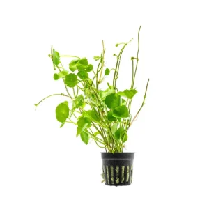 Hydrocotyle Verticillata