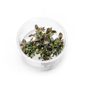 Bucephalandra Brownie Ghost UNS Tissue Culture