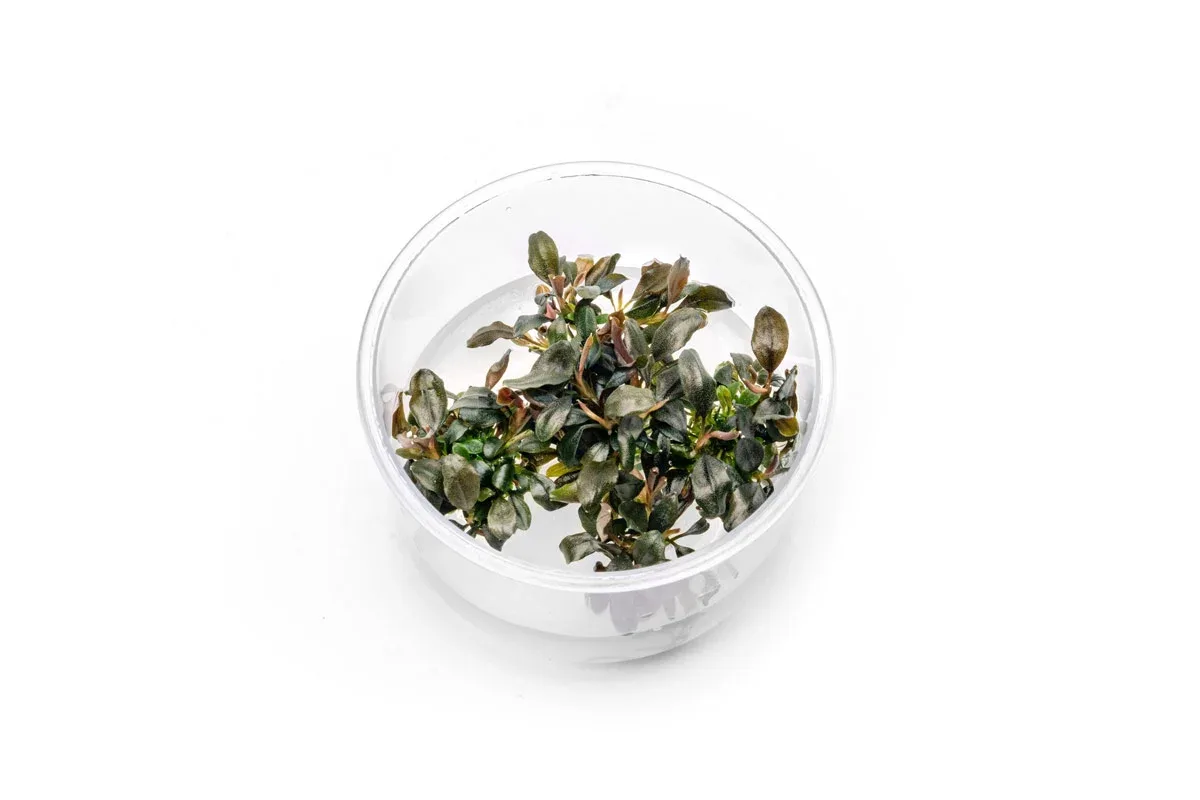 Bucephalandra Brownie Ghost UNS Tissue Culture