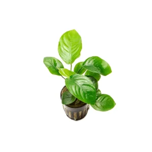 Anubias Barteri Broad Leaf
