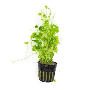 Hydrocotyle Sibthorpioides