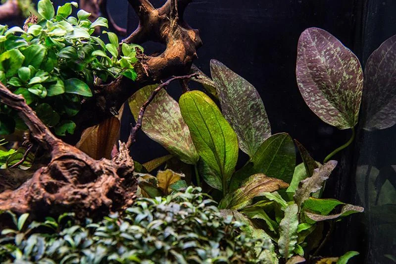 Echinodorus Fancy Twist - Image 2