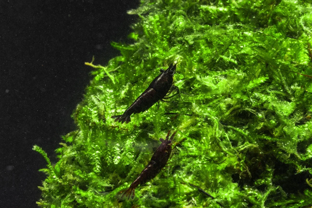 Chocolate Shrimp (Black Rose) - Image 2