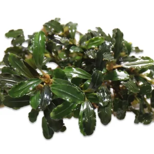 Bucephalandra Rainbow Frost