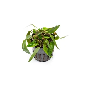 Cryptocoryne Affinis Red