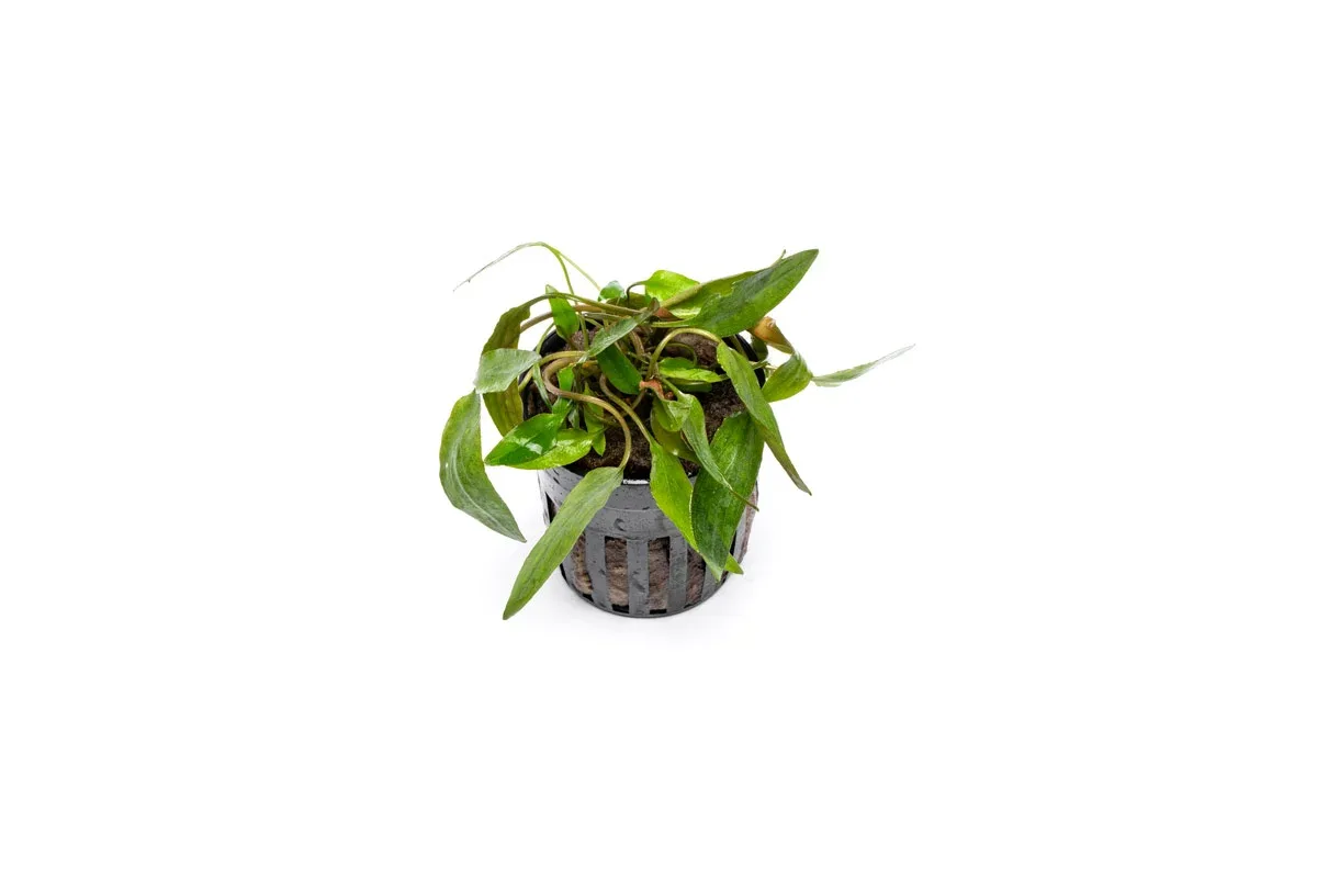 Cryptocoryne Affinis Red