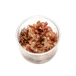 Cryptocoryne Wendtii Sindoor UNS Tissue Culture
