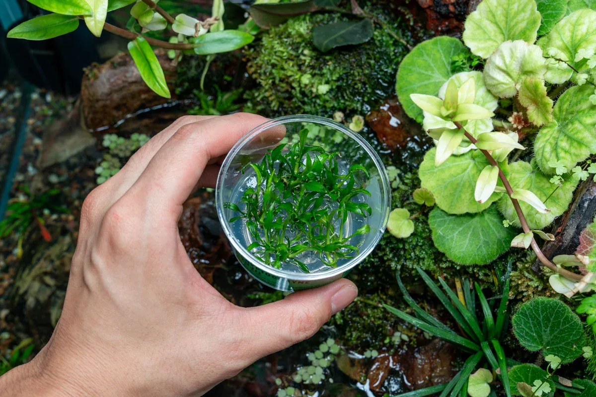 Cryptocoryne Yujii UNS Tissue Culture - Image 2