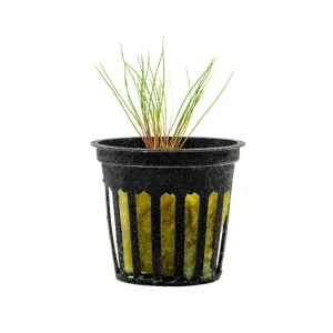 Blood Vomit (Centrolepis Drummondiana)