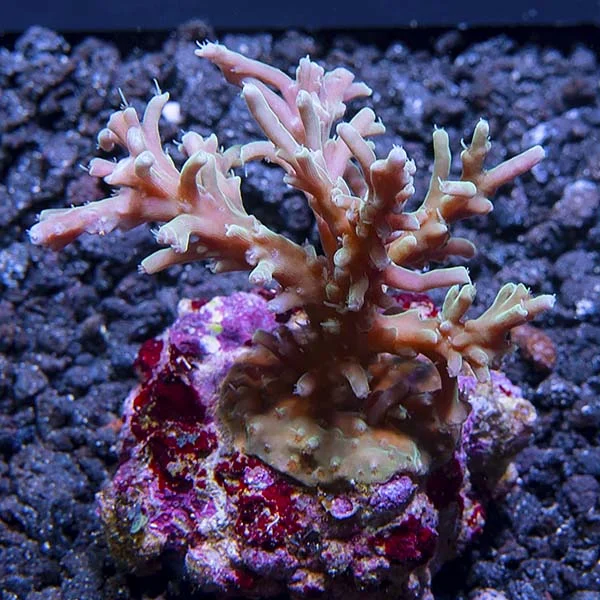 Acropora caroliniana - Image 2