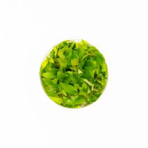 Dwarf Nomaphila Siamensis (Hygrophila Corymbosa Compact) Tissue Culture