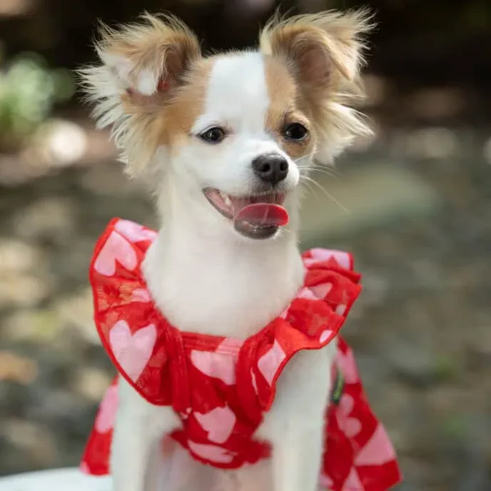 Sweet Heart Dress - Image 2