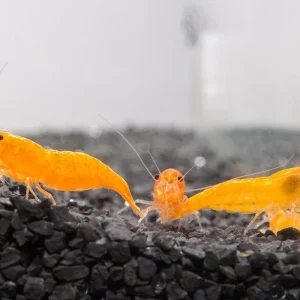 Sunkist Orange Shrimp