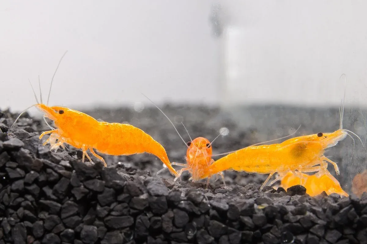 Sunkist Orange Shrimp