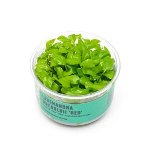 Lagenandra Meeboldii 'Red' UNS Tissue Culture