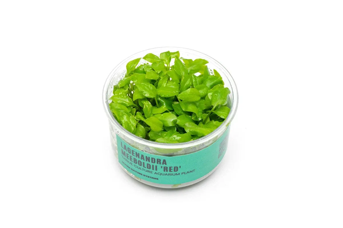 Lagenandra Meeboldii 'Red' UNS Tissue Culture