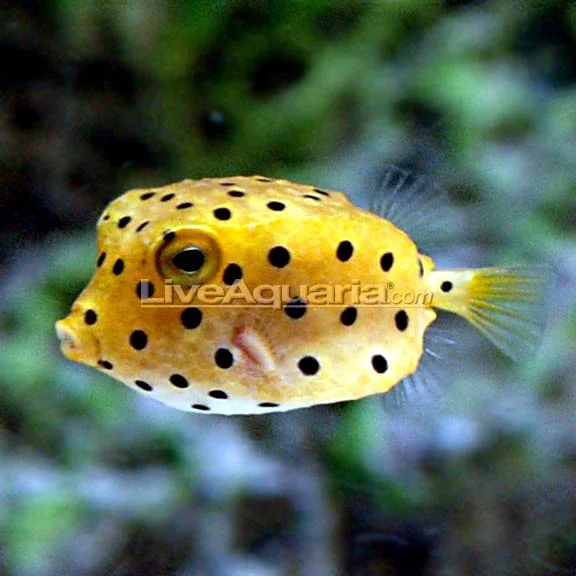 Cubicus Boxfish EXPERT ONLY