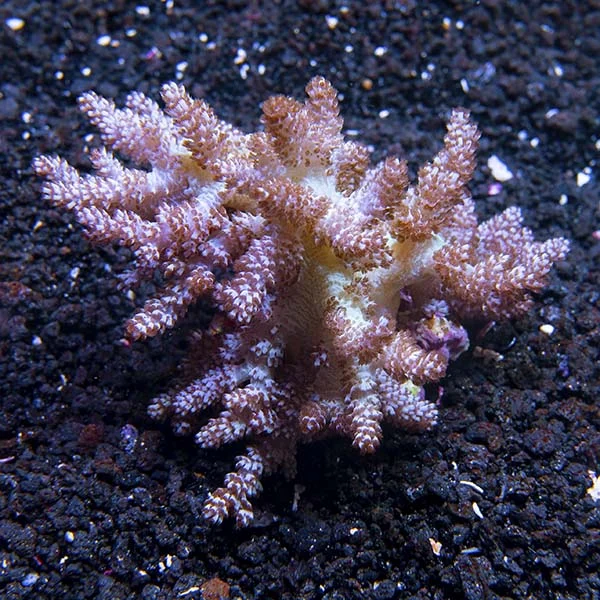 Kenya Tree Coral - Image 2