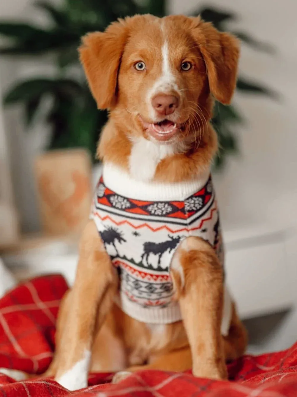 The Great Yukon Sweater (Dog & Kid Sizes Left) - Image 2