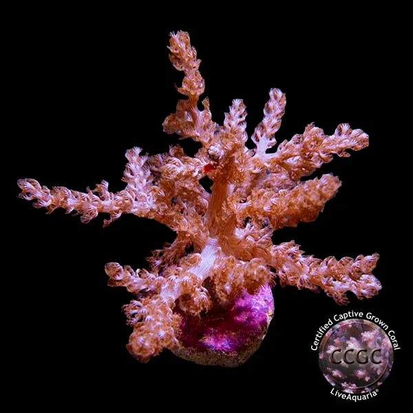 LiveAquaria® CCGC Aquacultured Taro Tree Coral