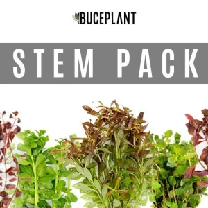 Dutch Stem Plant Pack