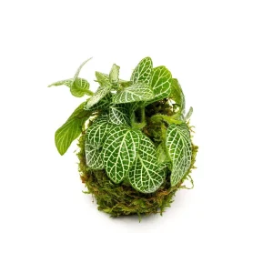 Fittonia Albivenis On Clay Moss Ball