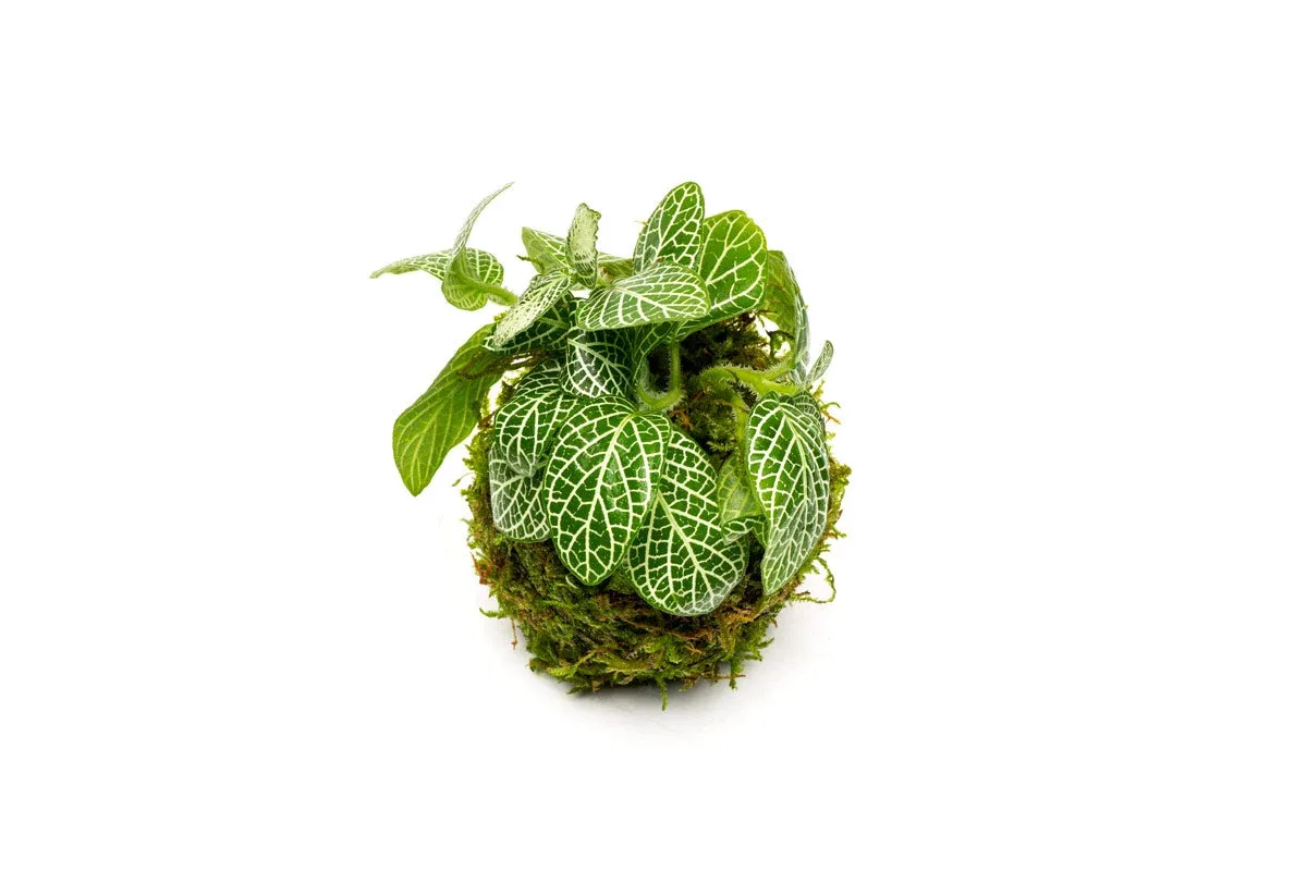 Fittonia Albivenis On Clay Moss Ball
