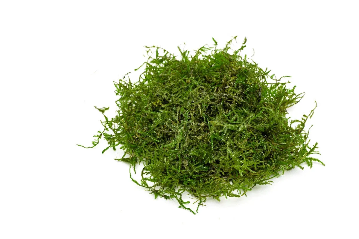 Java Moss - Image 2