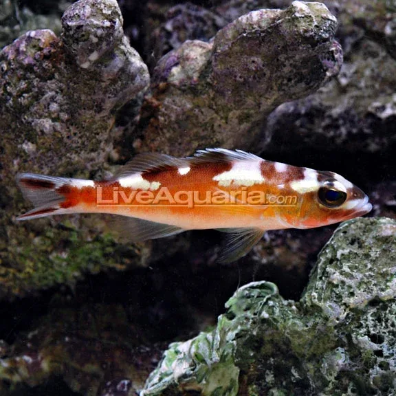Tobacco Basslet
