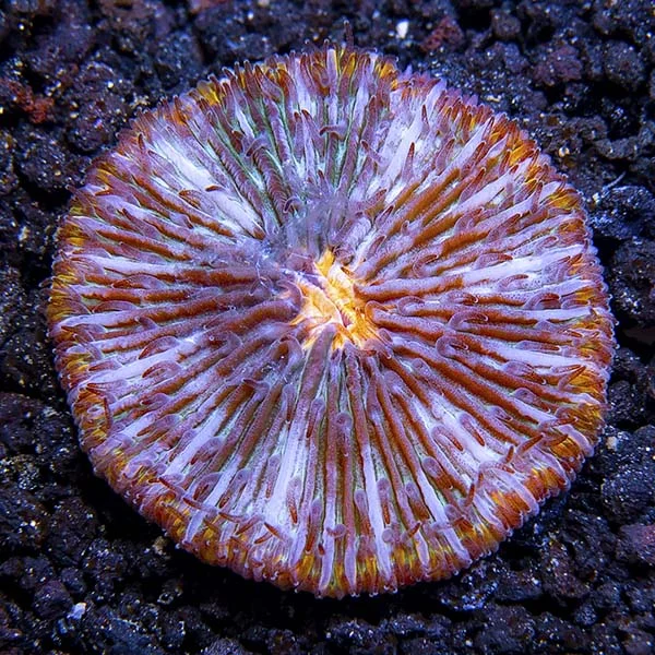 Plate Coral UFO - Image 2