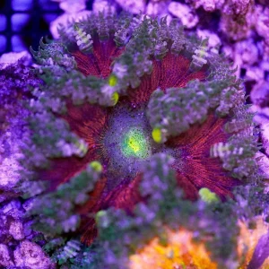 Rock Flower Anemone, Premium 2" to 3" WYSIWYG