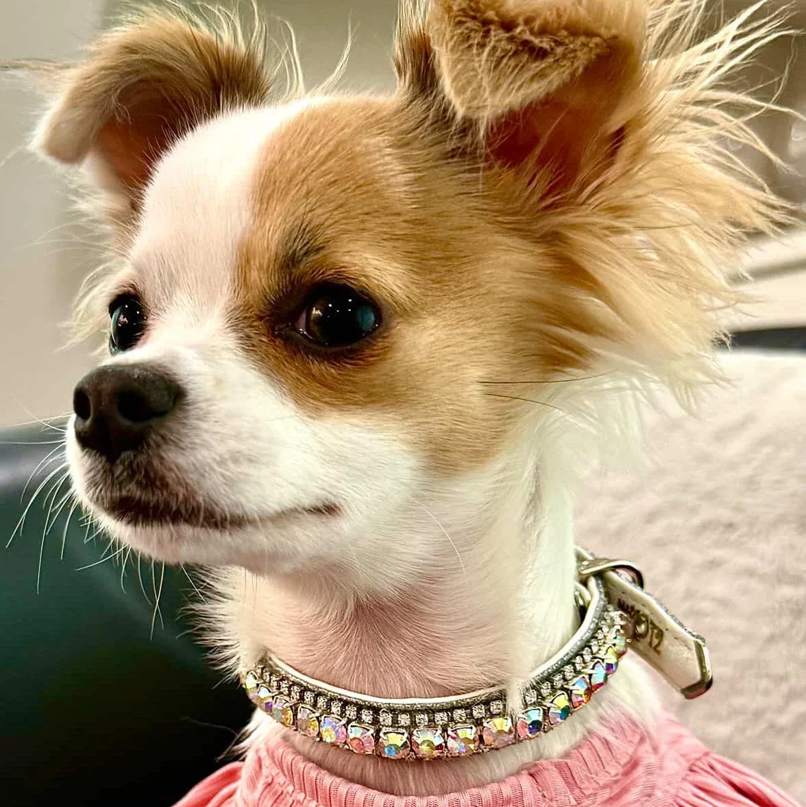 Inner Harmony Pet Collar - Aura Chakra Inspired