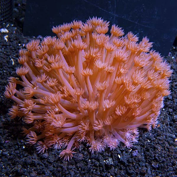 Flower Pot Coral, Red