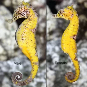 Kuda Seahorse, Captive-Bred