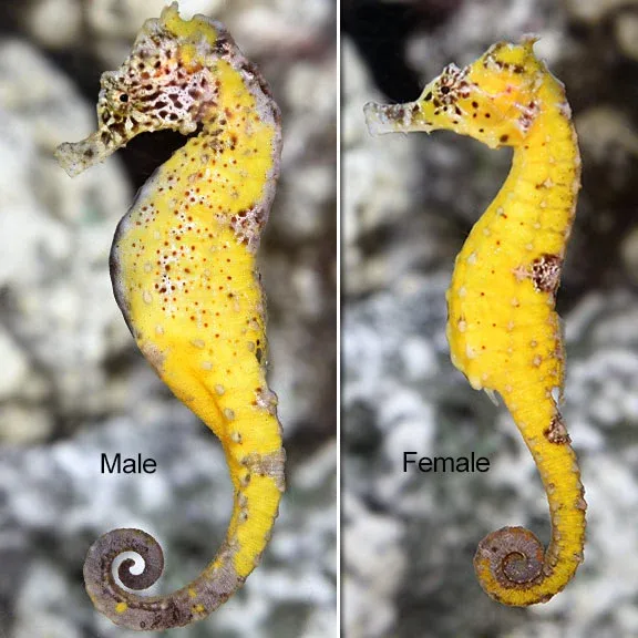 Kuda Seahorse, Captive-Bred