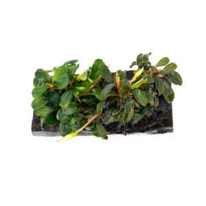 Bucephalandra Mix on Driftwood (Farmed)