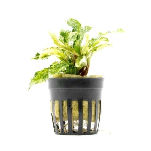 Bucephalandra Variegated Marble (Farmed)