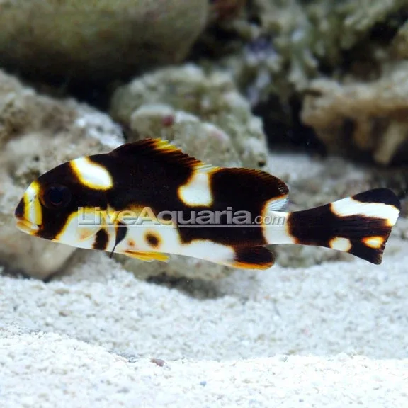 Dogfish Orientalis