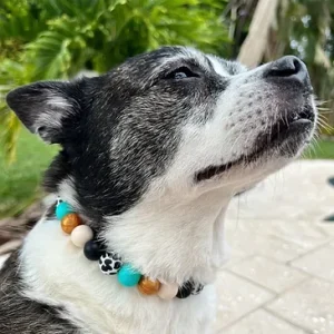 Western Glam Beaded Pet Collar
