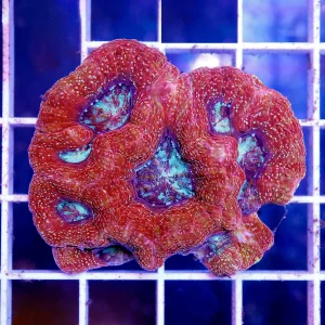 Australian Bowerbanki Coral 2" WYSIWYG