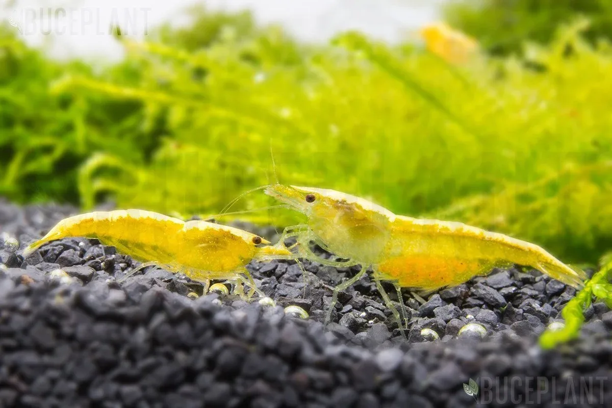 Yellow Goldenback Shrimp - Image 2