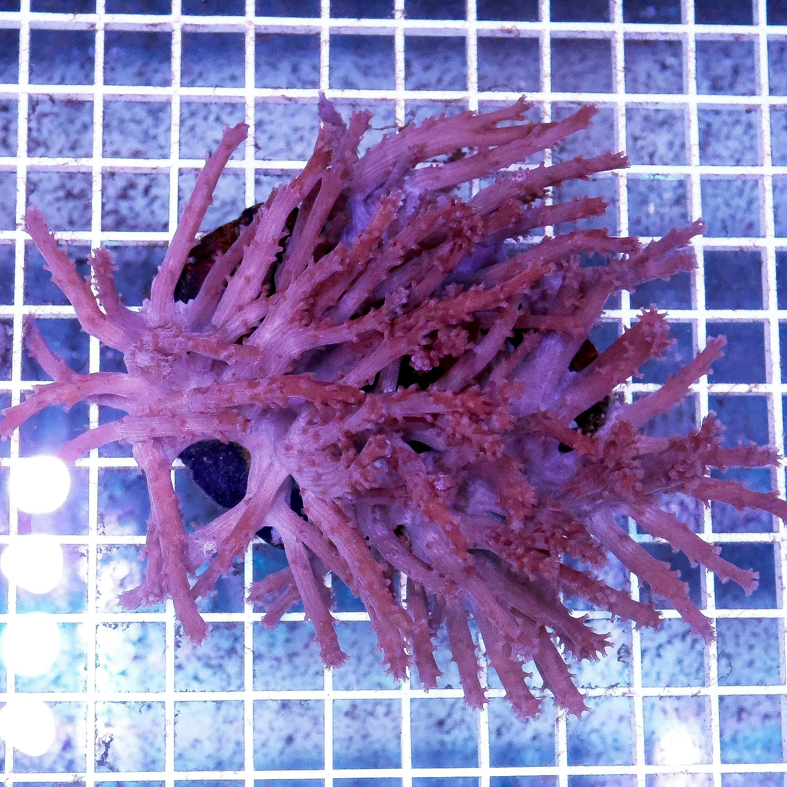 Paralemnalia Tree Coral - Image 2