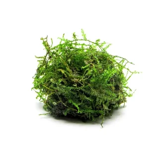 Weeping Moss