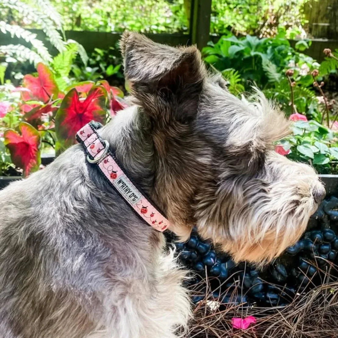 Ladybug Collar and Lead Collection - Image 2