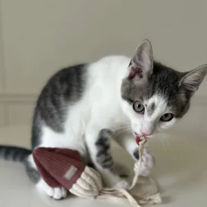 SQUIMBLETON ENRICHMENT DOG & CAT TOY