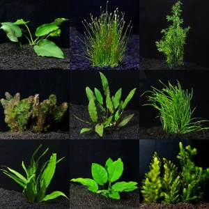 Aquarium Plant Pack - Standard 30 Gallons