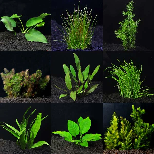 Aquarium Plant Pack - Standard 100 Gallons