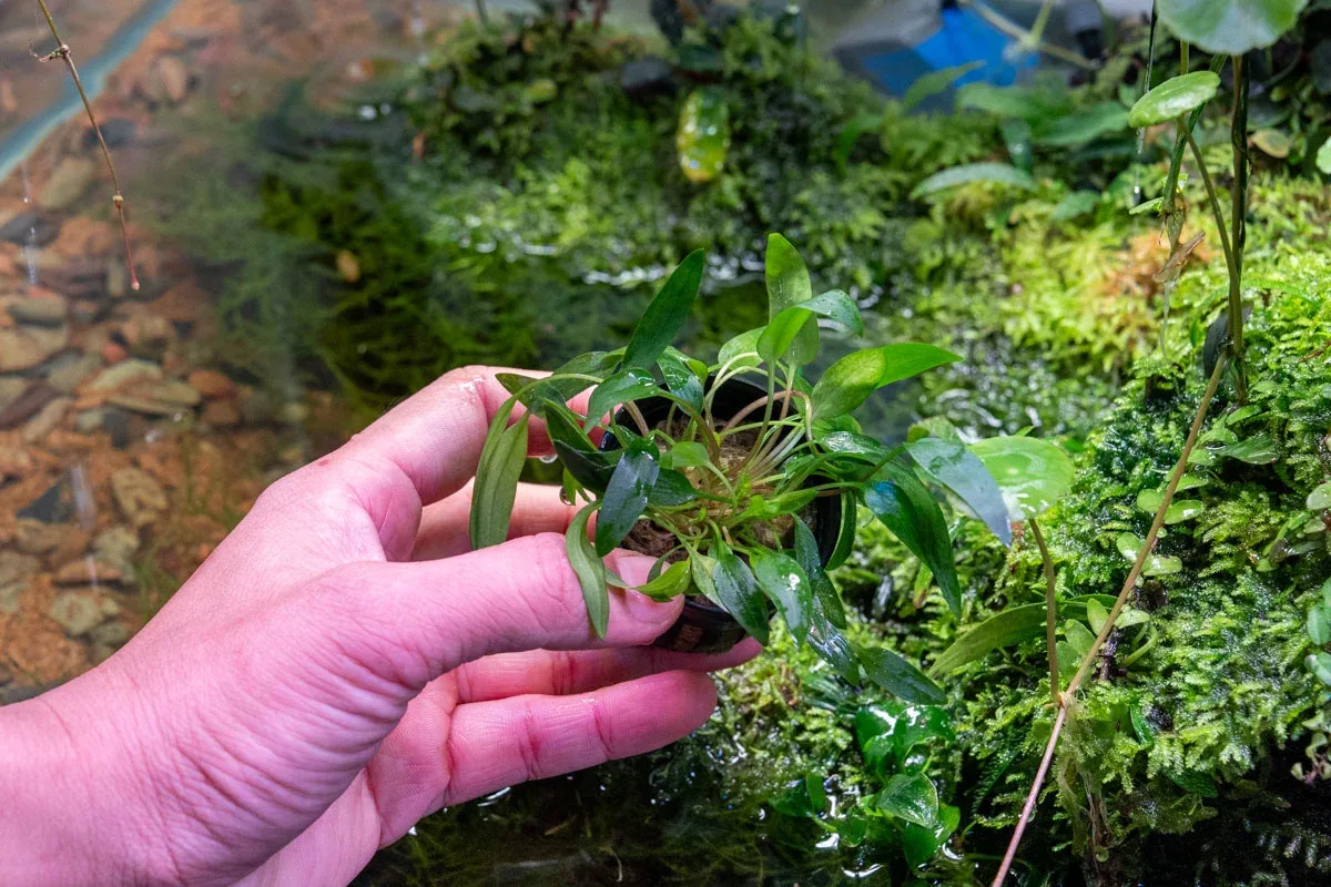 Cryptocoryne Affinis Red - Image 2