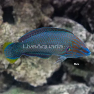 Grey Head Wrasse