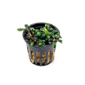 Bucephalandra Lamandau Mini Purple Pot